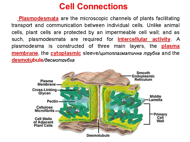 Cell Connections        Plasmodesmata are the microscopic channels
